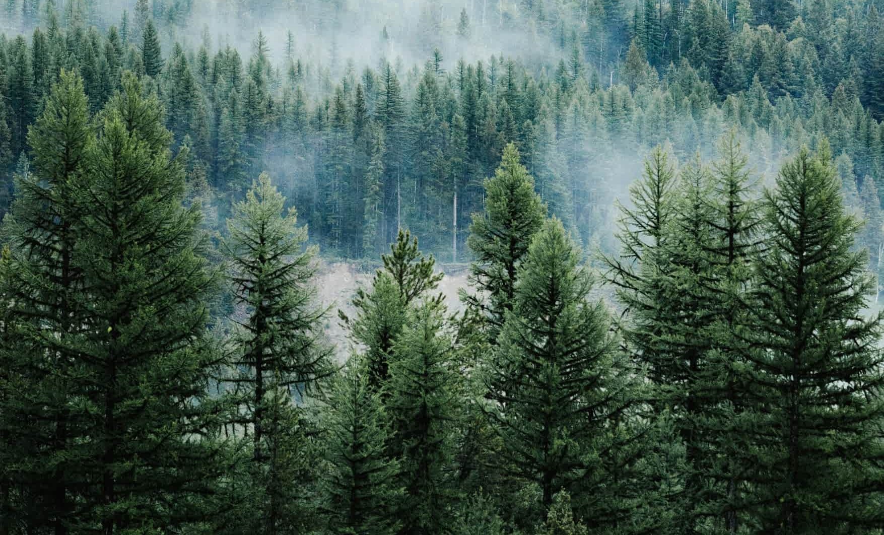 pine trees